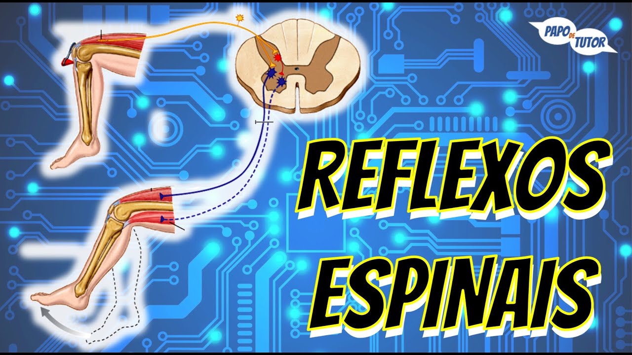 Reflexos Espinais [Arco Reflexo] e Medula Espinal - Papo de Tutor #15.1