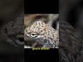 Did you know ? Tuatara has three eyes