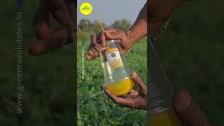 Download lagu How To Use Melon Fly Lure & IPM Trap | Green Revolution Pheromone Trap | Melon Fruit Fly Management mp3