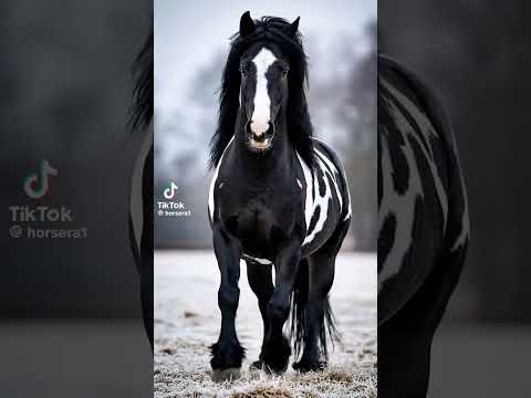 beau cheval noir et blanc #cheval #animaux #courses #noir #blanc