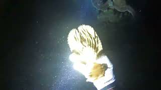 【海野人 Spearfishing 】Vlog.扇蝦 蝦姑 蝦姑撇仔 戰車 蟬蝦