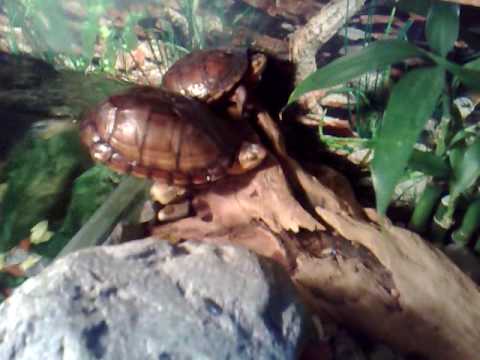 YouTube Video FA0BQM7u0Kk