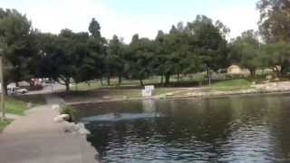 preview picture of video 'Osprey Fishing trout at Eisenhower Park Orange,CA'
