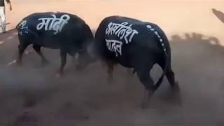 Modi 56 inch vs Akhilesh4....