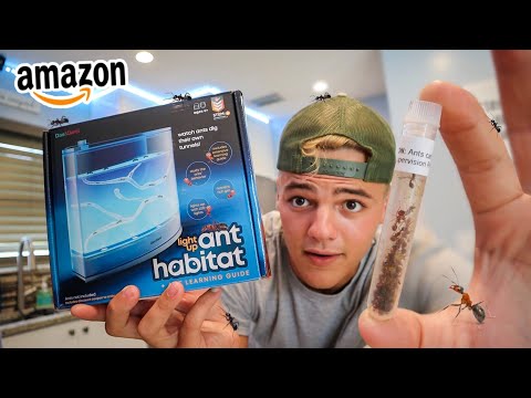 Petsmart Ant Farm