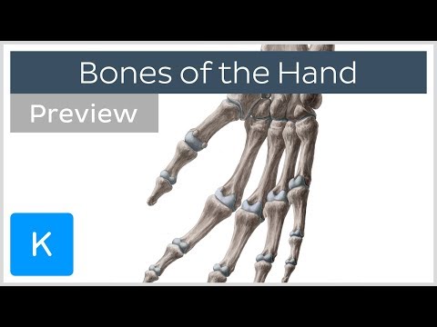 Hand bones: Phalanges, metacarpals, and more (preview) - Human anatomy | Kenhub