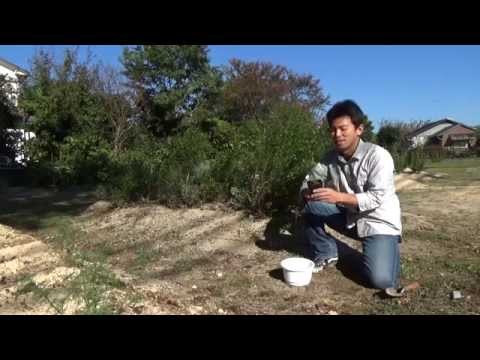 ワイルドマジョラム、リアルドスト 植物