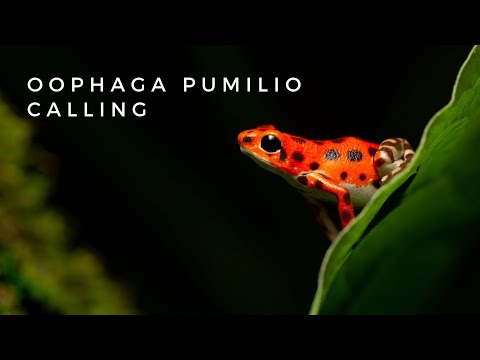 Pralesnicka jahodova (Oophaga pumilio) - volanie