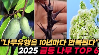 2025년 공급 미달 나무 TOP 6, 나무 유행은 10년마다 반복된다.
