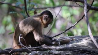 Monkeys have used stone tools for hundreds of years