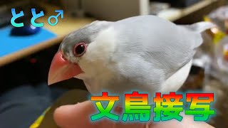 とと