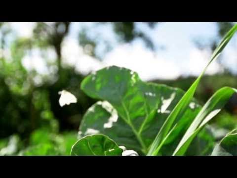 Unbekannte Welten    Der Mikrokosmos der Spinnen und Insekten 3/3   Dokumentation Deutsch HD.