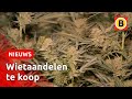 Er komt een legale wietproef en jij kan aandeelhouder worden | Omroep Brabant