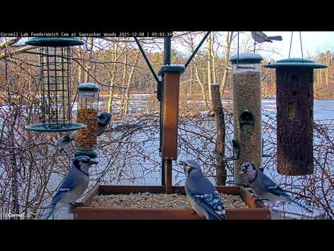 Blue Jays Arrive En Masse At Cornell Feeders – Dec. 8, 2021