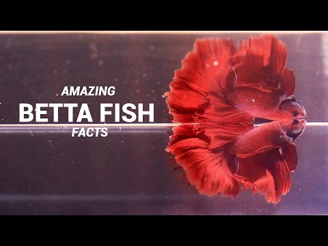Amazing Betta Fish Facts