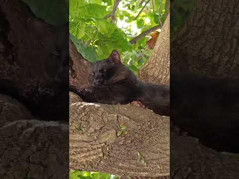 Vídeo de Suspeita de furto ou maus tratos. Local: Entre o barra light e barra Village Lakes atrás do colégio palas, aqui no Recreio dos Bandeirantes.