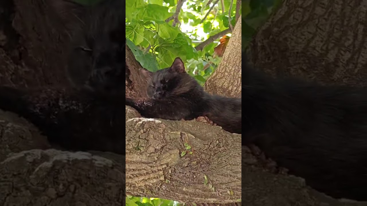 Gato raça Angorá idade 4 anos nome Meu gato preto (olhos verdes, rabo bem cheio) desapareceu (SUSPEITA DE FURTO) na madrugada de 10/01 no condomínio barra light, Recreio do Bandeirantes