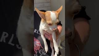 Video preview image #1 Chihuahua Puppy For Sale in The Woodlands, TX, USA