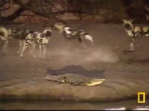 African Wild Dogs AKA Painted or Cape Hunting Dogs