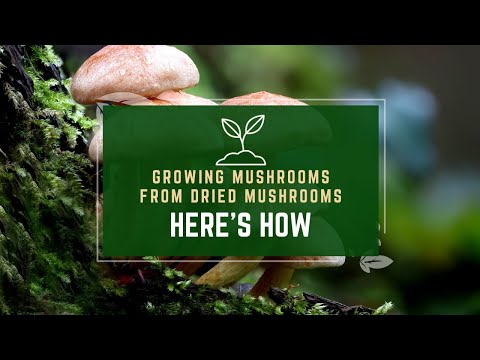 Growing Mushrooms From Dried Mushrooms - Here's How To Do It!