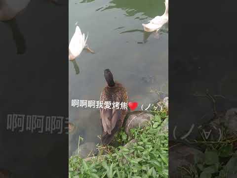 鴨子取名