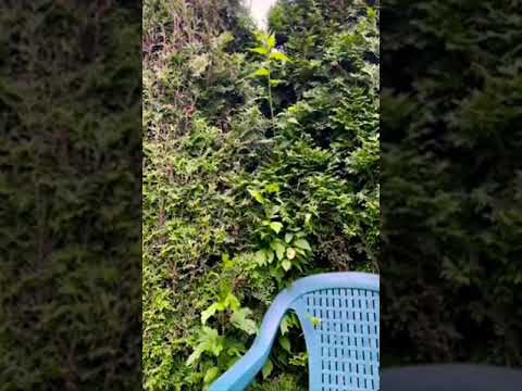 Sin Boy - Suza (Nos Album)