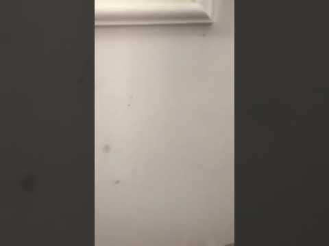 Luxury Bachelor apartment for rent