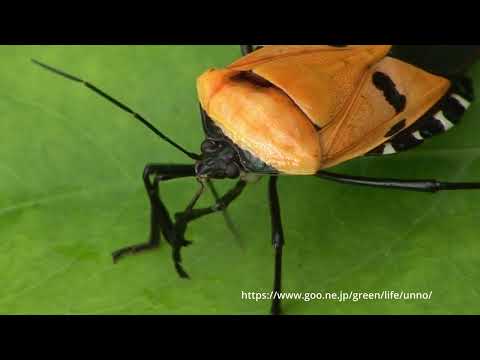 ジンメンカメムシ