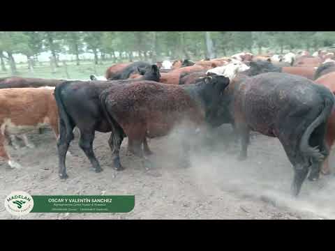 JOLUCAB _ 50 TERNEROS (20 H + 23 MC + 7 MEJ) de 226 kg en TIMOTE, CARLOS TEJEDOR, BUENOS AIRES 06-01