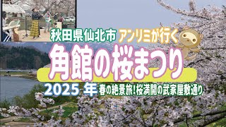 🌸【2025年 角館桜まつり】アンリミと行く春の絶景旅！桜満開の武家屋敷通りVLOG🌸