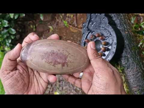 Mahadeva Jyotilingum Shiv Shakti Puja Archana Abhishakum Set video