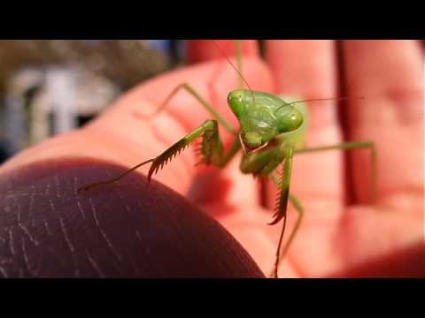 Modlivka kapská (Miomantis caffra) — video o chove a starostlivosti