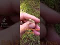 Tree Frog With Red Eyes But Not A Red Eyed Tree Frog Lol