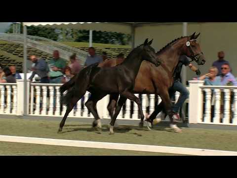 Hf v Rubin Royal x Fidertanz x Alabaster 2017