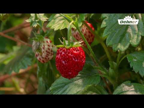 Wachstum der Erdbeere 🍓 von der Blüte zur Frucht in Zeitraffer 🐝 Pflanzenwachstum