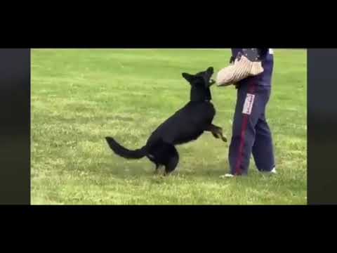 2021.HelperVideo.Diehl