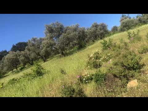 LADEN GÜLÜ ( cistus, salviifolius)
