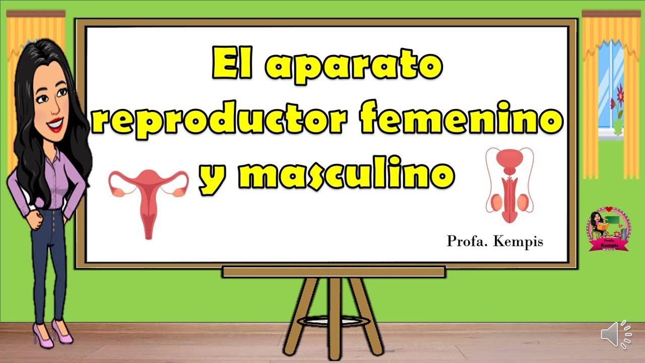 Female and male reproductive system