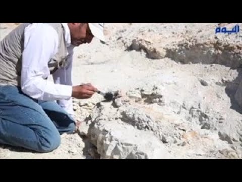 الأول من نوعه .. اكتشاف بقايا حوت عمره 37 مليون سنة بالمملكة