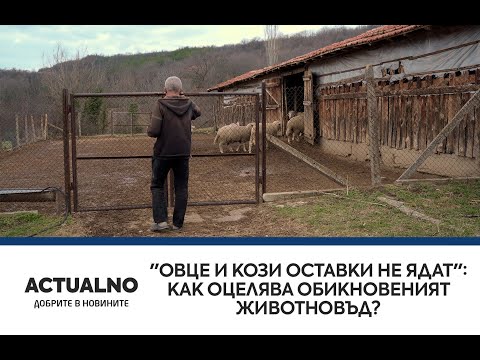 "Овце и кози оставки не ядат": Как оцелява обикновеният животновъд? (ВИДЕО)