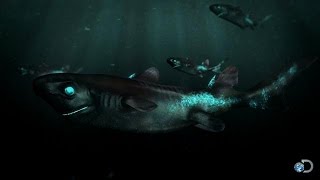 The Lantern Shark Glows in the Dark | Alien Sharks