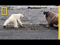Mother Polar Bear, Desperate for Food, Tests Walrus | National Geographic