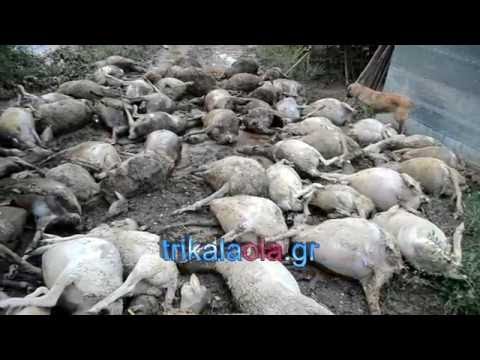 , title : 'Πνίγηκαν ζώα πρόβατα Τρίκαλα μεγαλύτερη  καταστροφική πλημμύρα όλων των εποχών Βαλομάνδρι 9-9-2016'