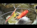 Cleaner Shrimp Cleaning