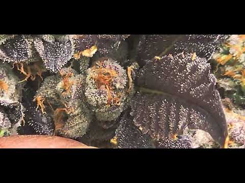 JMO #3 garden documentary