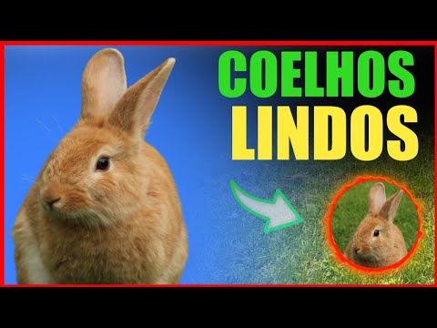 COELHOS -  coelho   um vdeo engraado e bonito coelho