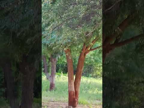 Nature Lover♥️✨|Pranati Video✨ #shorts #youtubeshorts #nature #naturelovers #happy #feel #shortvideo