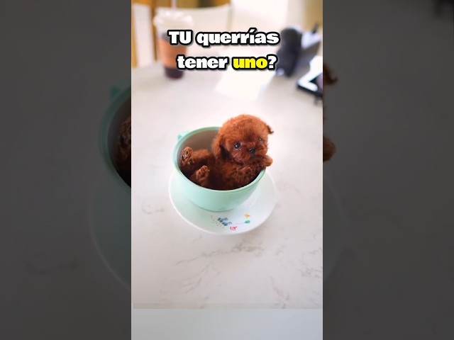 Vídeo relacionado con Bee Ingenious Taza Personalizada con Chihuahua y Nombre - Taza XL 15oz - 443ml de Cerámica para Desayuno | Regalo Ideal para Amantes de Perros (Chihuahua)