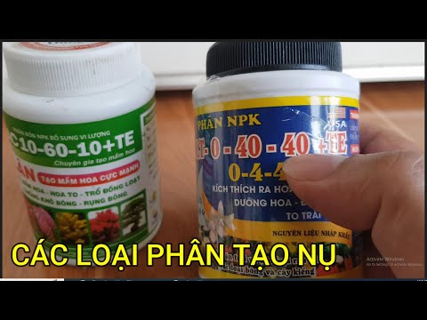 🔴 QBS23434 - LOẠI PHÂN NÀO TẠO NỤ CHO CÂY MAI VÀNG TỐT | THỜI ĐIỂM TẠO NỤ CHO CÂY MAI VÀNG MIỀN BẮC