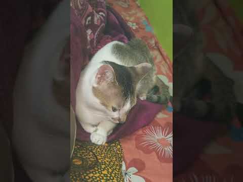 #Hashtag #Pet Name # MiU